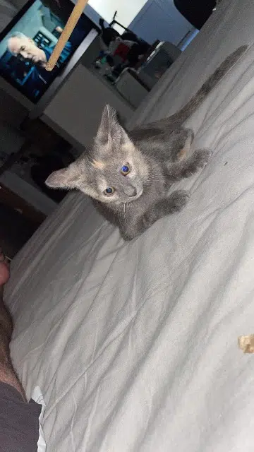 chatte lost    Nîmes Abby