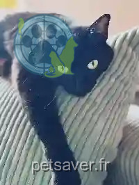 Chatte Perdue 30 Gard Nîmes - Arya Chatte Perdue 30 Gard Nîmes - Arya