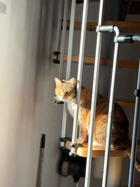 chatte perdue Nîmes Caramel chatte lost Nîmes Caramel