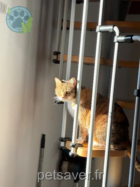 chatte perdue Nîmes Caramel chatte lost Nîmes Caramel
