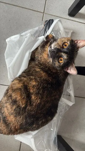 chatte lost    Nîmes Emy