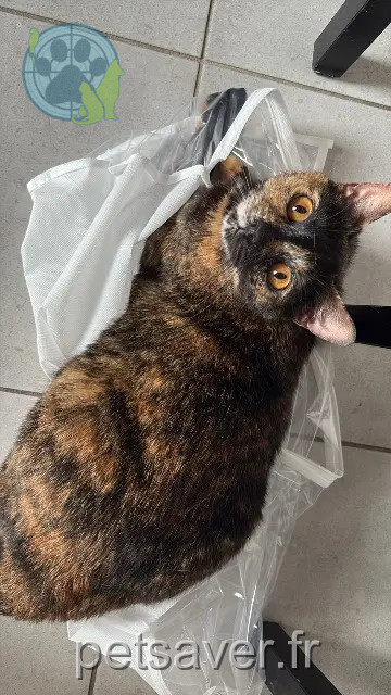 gatta persa Nîmes Emy gatta lost Nîmes Emy
