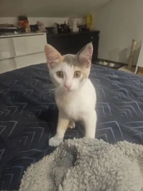 chatte lost    Nîmes Felfla