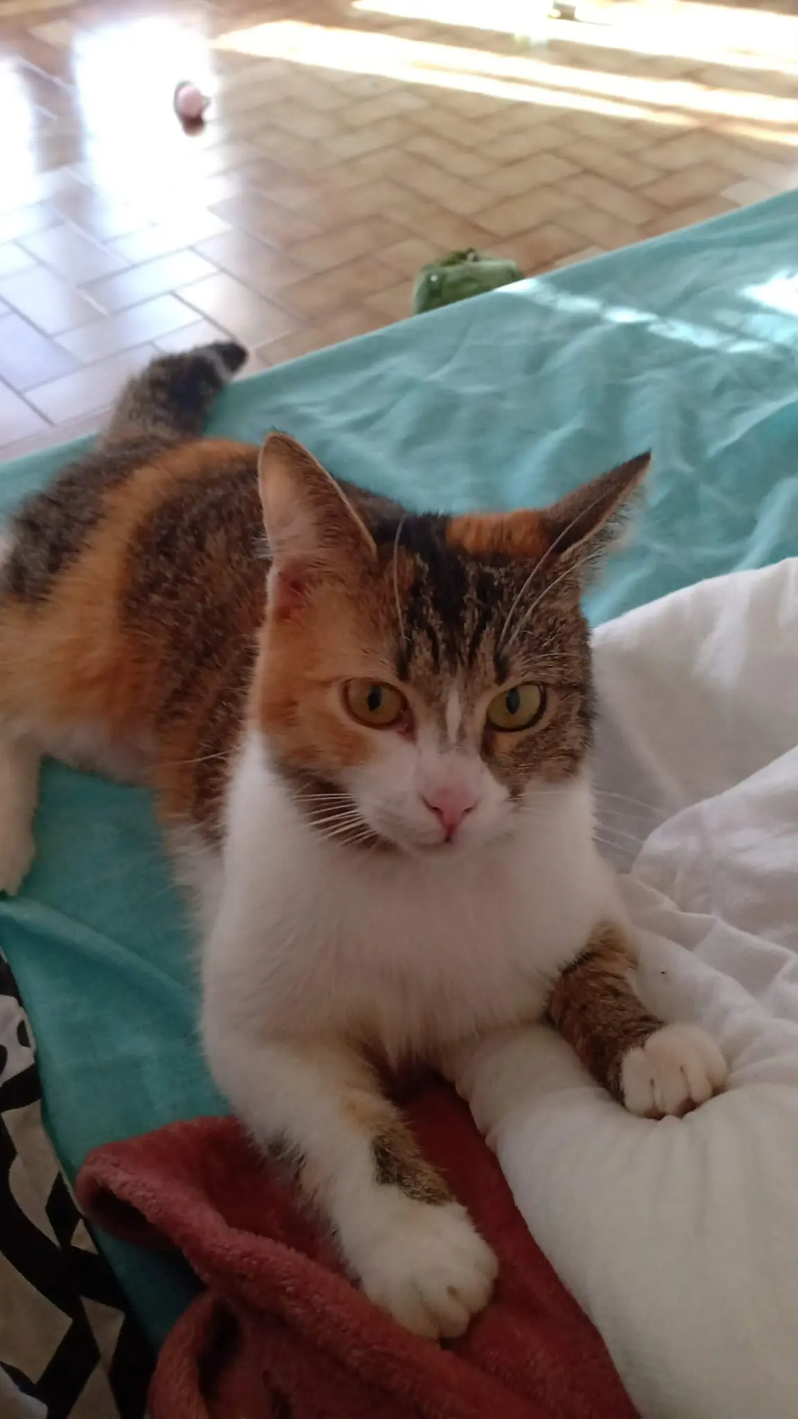 Chatte Perdue 30 Gard Nîmes - Firenze Chatte Perdue 30 Gard Nîmes - Firenze