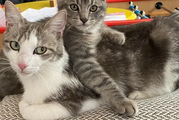 chatte lost    Nîmes GREALISH
