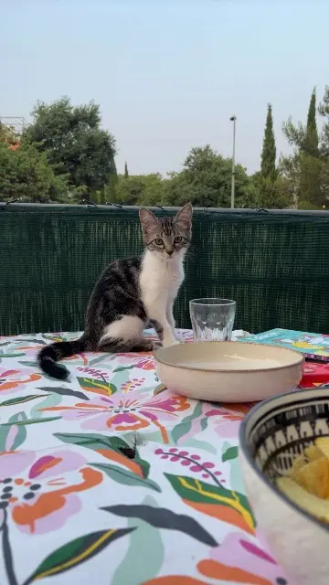 chatte lost    Nîmes Joone