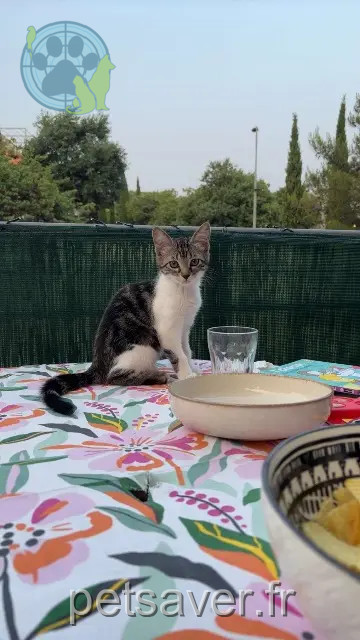 gatta persa Nîmes Joone gatta lost Nîmes Joone