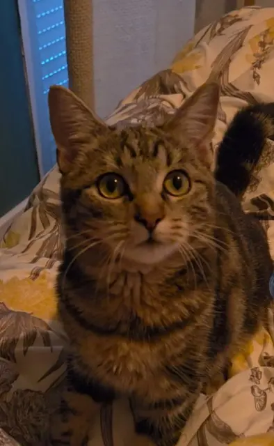 chatte lost    Nîmes Luna