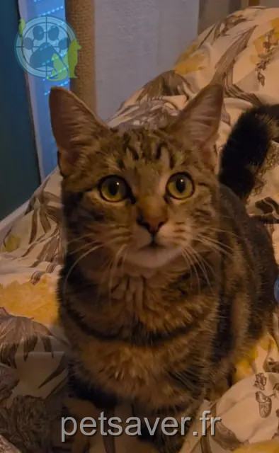 gata perdida Nîmes Luna gata lost Nîmes Luna