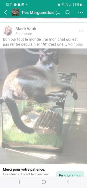 chatte lost    Nîmes Mia