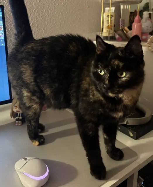 kat vermist Nîmes Mila kat lost Nîmes Mila