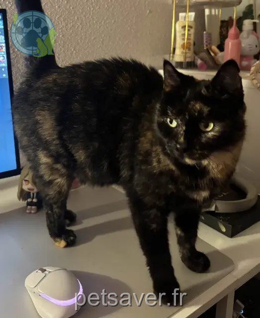 gata perdida Nîmes Mila gata lost Nîmes Mila