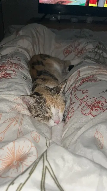 chatte lost    Nîmes Mimi