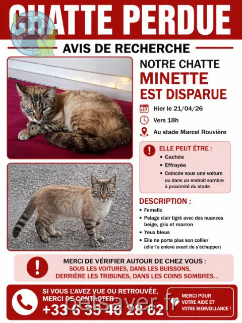 chatte lost    Nîmes Minette