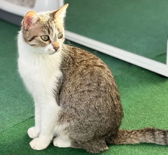 chatte lost    Nîmes minouche