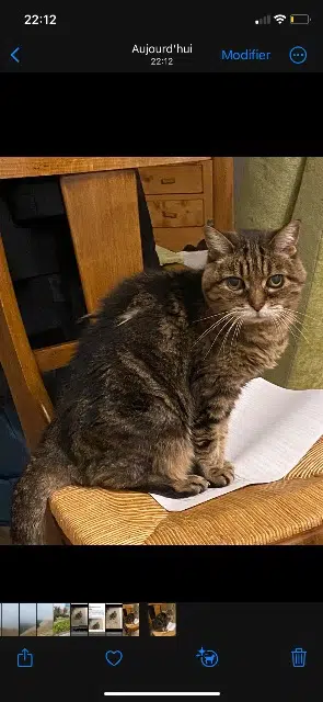 chatte lost    Nîmes Misty