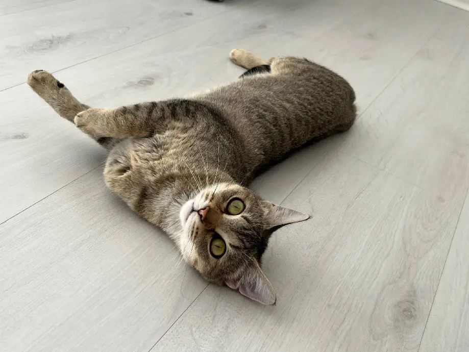 Chatte Perdue 30 Gard Nîmes - Ninou Chatte Perdue 30 Gard Nîmes - Ninou