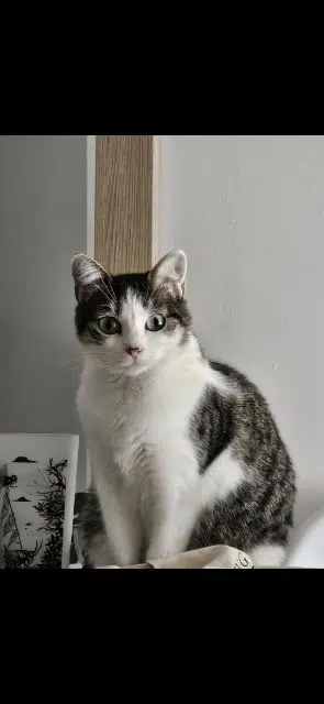 chatte lost    Nîmes Nyx