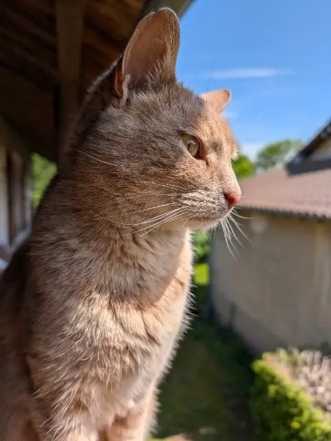 chatte lost    Nîmes Oka