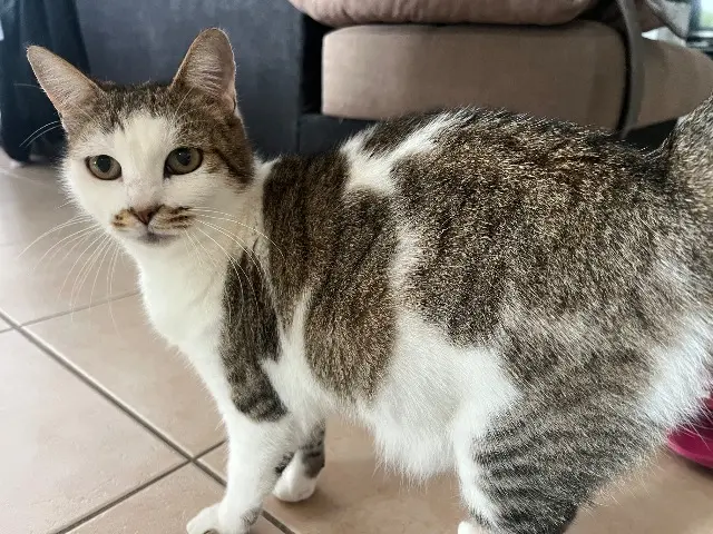 chatte lost    Nîmes Perle