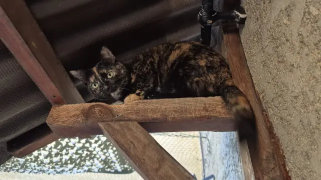 chatte lost    Nîmes Plume