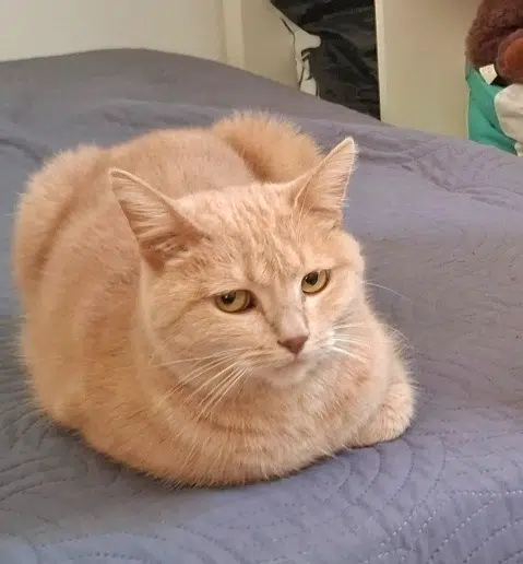 chatte lost    Nîmes Pouillou