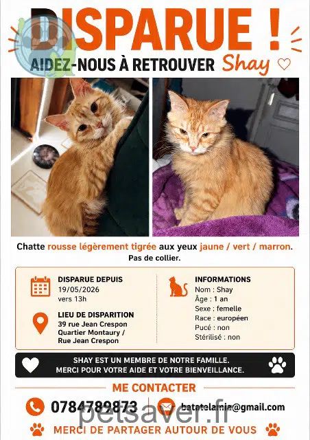 gata lost    Nîmes Shay