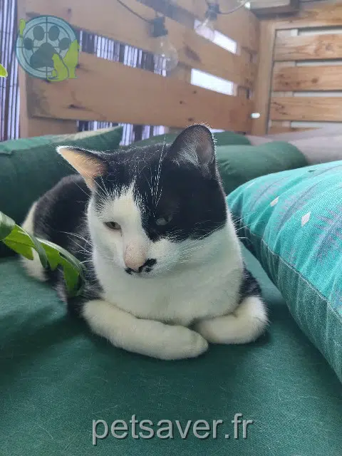 chatte lost    Nîmes Stache