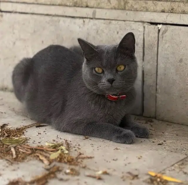 chatte lost    Nîmes Tatou