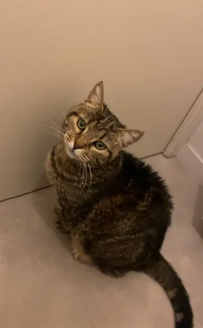 chatte lost    Nîmes Tchikita