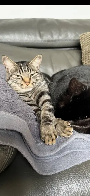 cat lost    Nîmes Titoune