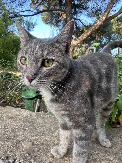 chatte lost    Nîmes Uhaïna