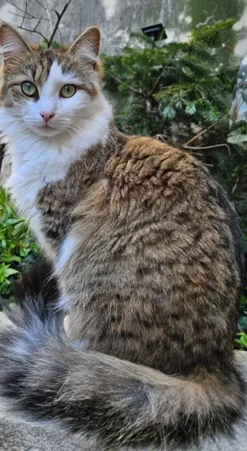 chatte perdue Nîmes Yuki chatte lost Nîmes Yuki