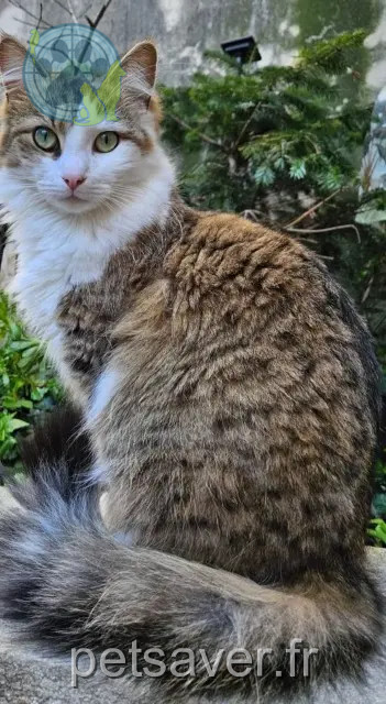 kat vermist Nîmes Yuki kat lost Nîmes Yuki