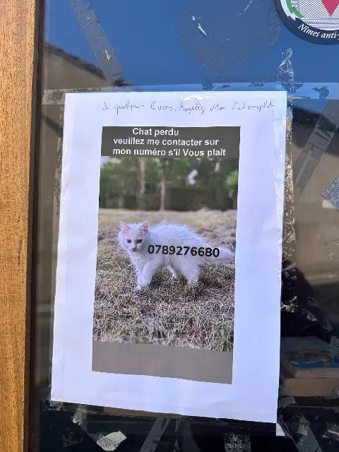 chatte lost    Nîmes Zina