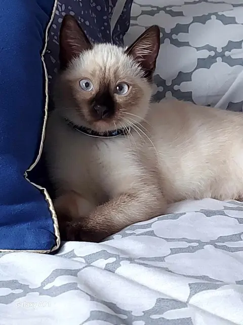 chatte lost    Nîmes Élie