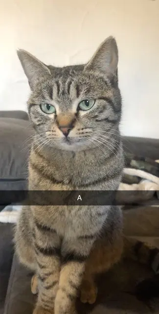 chatte lost   30300 Beaucaire Ohanna