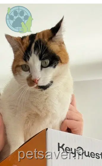 chatte lost   30240 Le Grau-du-Roi Pepsi