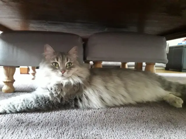 chatte lost   30400 Villeneuve-lès-Avignon Plume