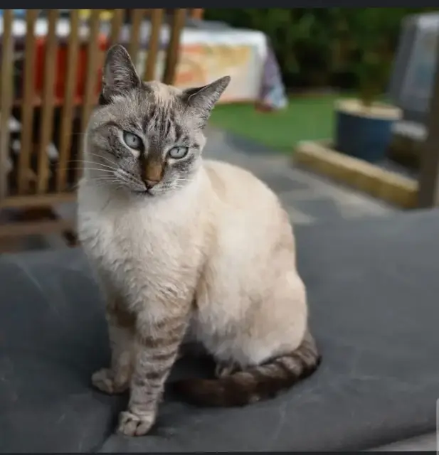 chatte lost   30100 Alès Princesse