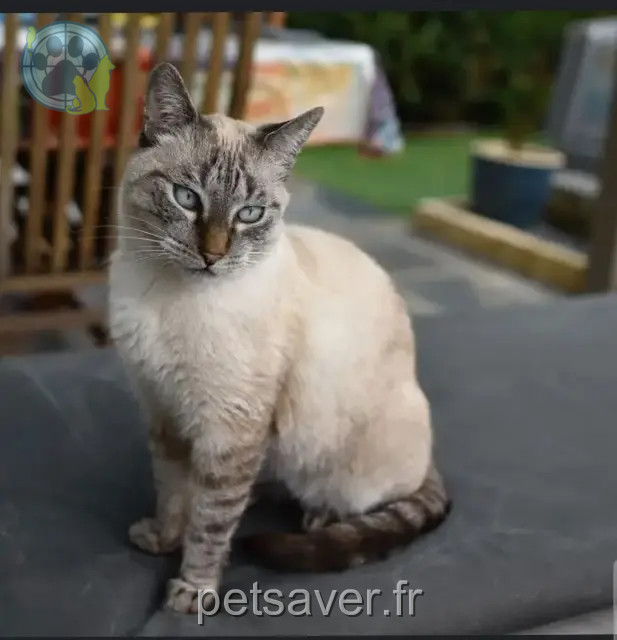 Katze vermisst 30100 Alès Princesse Katze lost 30100 Alès Princesse