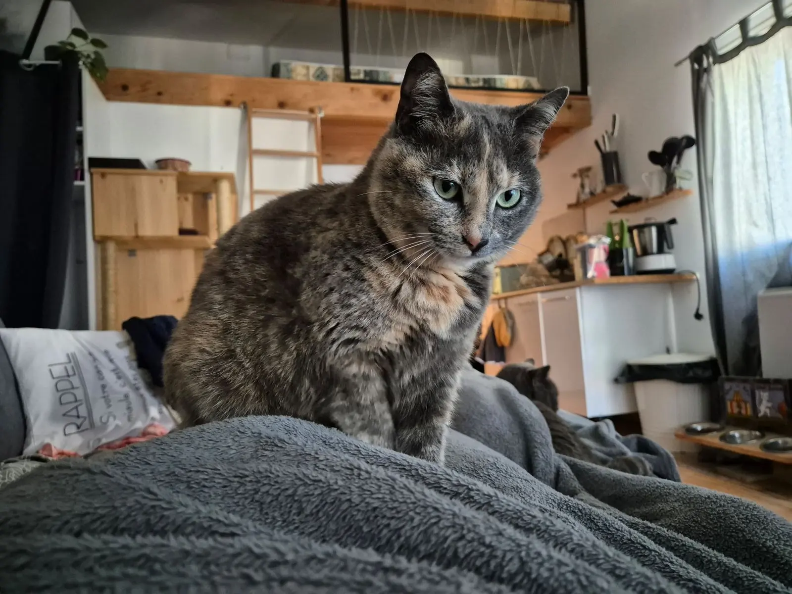 Chatte Perdue 30 Gard - Pristy Chatte Perdue 30 Gard - Pristy