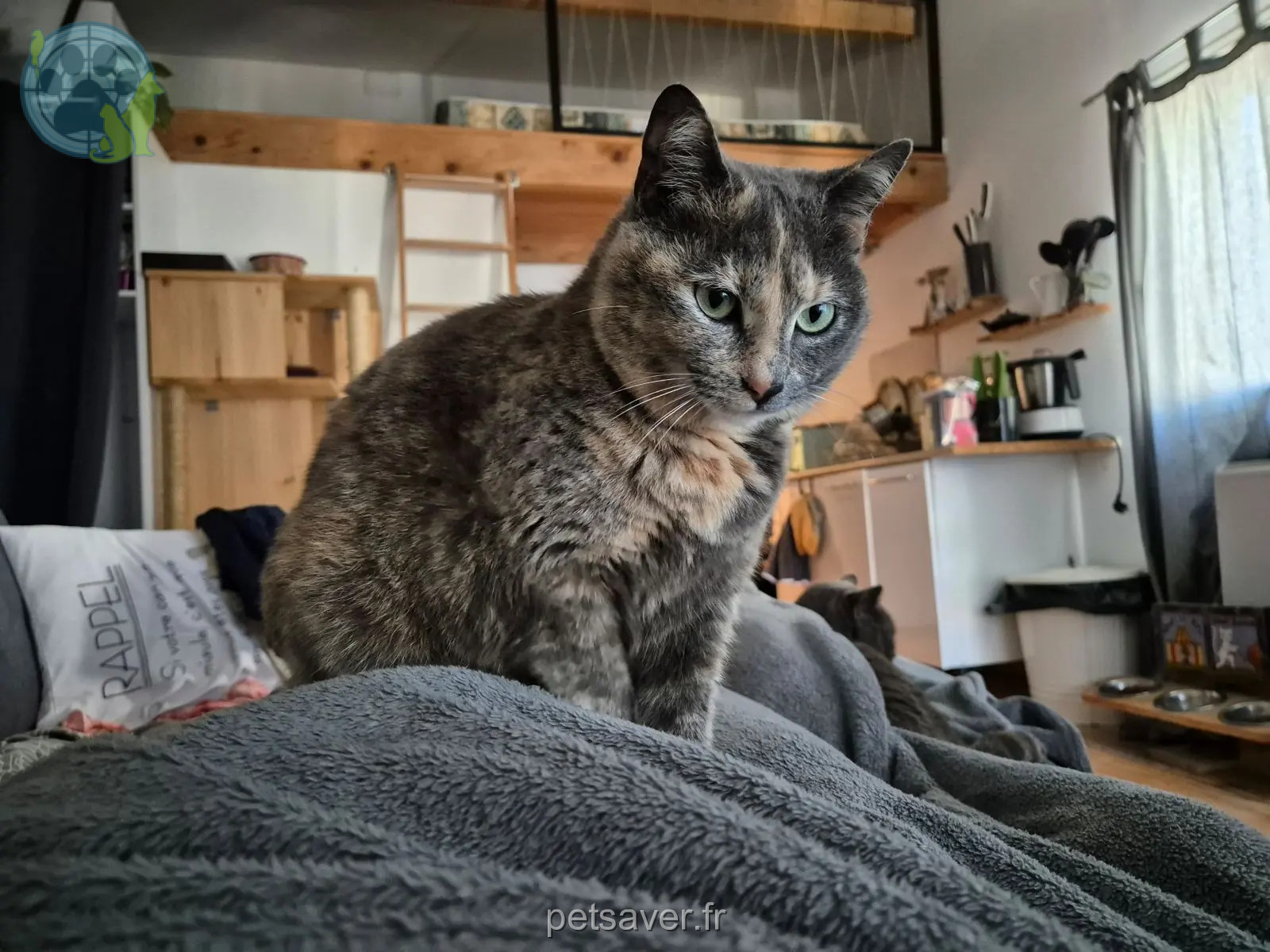Chatte Perdue 30 Gard - Pristy Chatte Perdue 30 Gard - Pristy