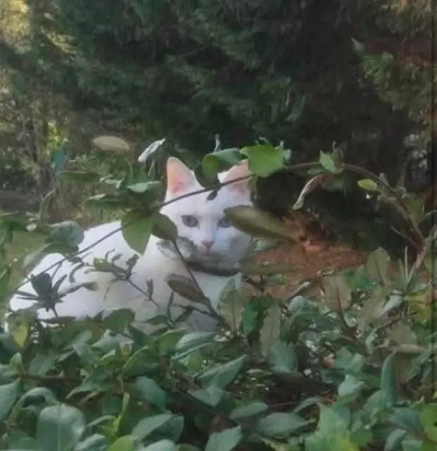 chatte lost   30340 Saint-Privat-des-Vieux Rashka