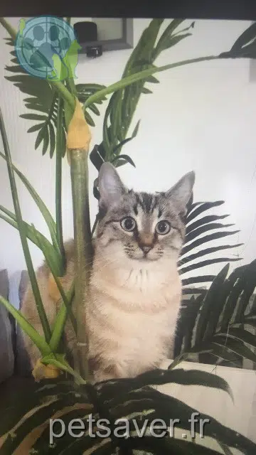 Katze lost   30600 Vauvert Razel