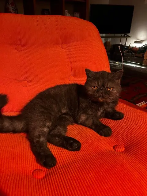 chatte lost   30140 Anduze Romance