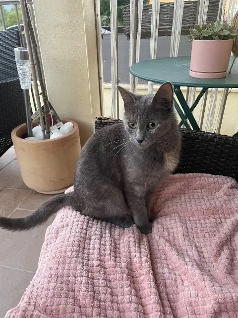 chatte lost   30340 Saint-Privat-des-Vieux Romy