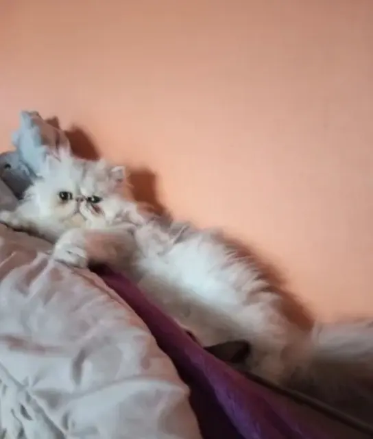 chatte lost   30240 Le Grau-du-Roi Rose