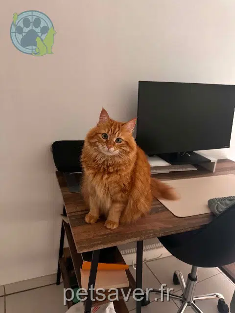 chatte lost   30220 Aigues-Mortes Rubis