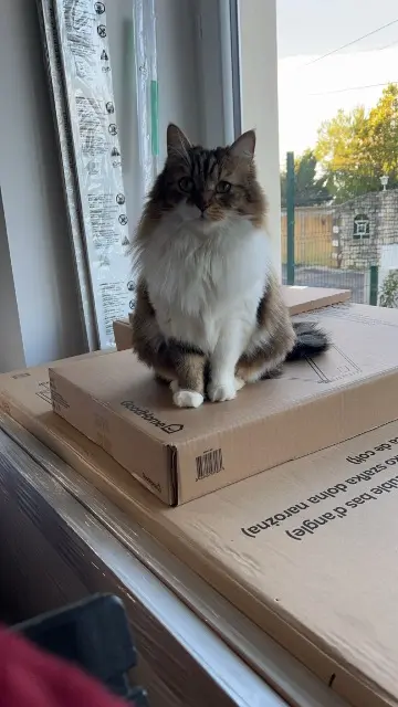 chatte lost   30870 Clarensac Ruby